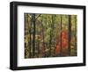 Autumn forest near Peaks of Otter, Blue Ridge Parkway, Appalachian Mountains, Virginia, USA-Charles Gurche-Framed Photographic Print