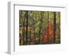 Autumn forest near Peaks of Otter, Blue Ridge Parkway, Appalachian Mountains, Virginia, USA-Charles Gurche-Framed Photographic Print