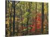 Autumn forest near Peaks of Otter, Blue Ridge Parkway, Appalachian Mountains, Virginia, USA-Charles Gurche-Stretched Canvas