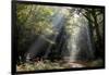 Autumn forest path, Surrey, England, United Kingdom, Europe-Charles Bowman-Framed Photographic Print