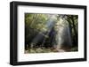 Autumn forest path, Surrey, England, United Kingdom, Europe-Charles Bowman-Framed Photographic Print