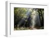 Autumn forest path, Surrey, England, United Kingdom, Europe-Charles Bowman-Framed Photographic Print