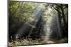 Autumn forest path, Surrey, England, United Kingdom, Europe-Charles Bowman-Mounted Photographic Print