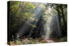 Autumn forest path, Surrey, England, United Kingdom, Europe-Charles Bowman-Stretched Canvas