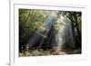Autumn forest path, Surrey, England, United Kingdom, Europe-Charles Bowman-Framed Photographic Print