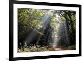 Autumn forest path, Surrey, England, United Kingdom, Europe-Charles Bowman-Framed Photographic Print