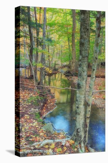 Autumn Forest Stream, Acadia National Park-Vincent James-Stretched Canvas