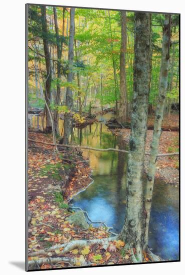 Autumn Forest Stream, Acadia National Park-Vincent James-Mounted Photographic Print