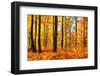 Autumn Forest Trees Landscape-SarnI-Framed Photographic Print