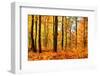 Autumn Forest Trees Landscape-SarnI-Framed Photographic Print