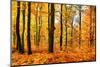 Autumn Forest Trees Landscape-SarnI-Mounted Photographic Print