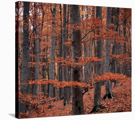 Autumn Forest Trees-null-Stretched Canvas