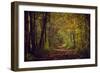 Autumn forest with coloured leaves, sun and path-Axel Killian-Framed Photographic Print