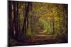 Autumn forest with coloured leaves, sun and path-Axel Killian-Mounted Photographic Print