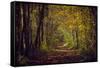 Autumn forest with coloured leaves, sun and path-Axel Killian-Framed Stretched Canvas