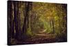 Autumn forest with coloured leaves, sun and path-Axel Killian-Stretched Canvas