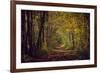 Autumn forest with coloured leaves, sun and path-Axel Killian-Framed Photographic Print