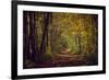 Autumn forest with coloured leaves, sun and path-Axel Killian-Framed Photographic Print