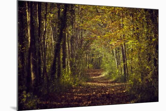 Autumn forest with coloured leaves, sun and path-Axel Killian-Mounted Photographic Print