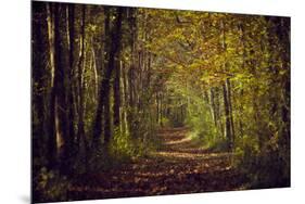 Autumn forest with coloured leaves, sun and path-Axel Killian-Mounted Photographic Print