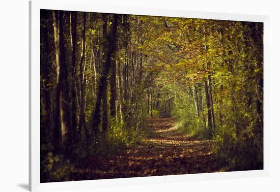 Autumn forest with coloured leaves, sun and path-Axel Killian-Framed Photographic Print