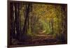 Autumn forest with coloured leaves, sun and path-Axel Killian-Framed Photographic Print