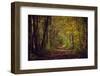 Autumn forest with coloured leaves, sun and path-Axel Killian-Framed Photographic Print