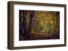 Autumn forest with coloured leaves, sun and path-Axel Killian-Framed Photographic Print