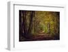 Autumn forest with coloured leaves, sun and path-Axel Killian-Framed Photographic Print