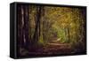 Autumn forest with coloured leaves, sun and path-Axel Killian-Framed Stretched Canvas