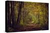 Autumn forest with coloured leaves, sun and path-Axel Killian-Stretched Canvas