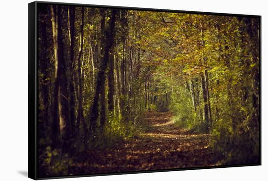 Autumn forest with coloured leaves, sun and path-Axel Killian-Framed Stretched Canvas