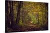 Autumn forest with coloured leaves, sun and path-Axel Killian-Stretched Canvas