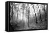 Autumn Forest With Fog And Lights-udvarhazi-Framed Stretched Canvas