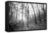 Autumn Forest With Fog And Lights-udvarhazi-Framed Stretched Canvas