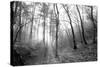 Autumn Forest With Fog And Lights-udvarhazi-Stretched Canvas