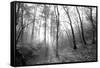 Autumn Forest With Fog And Lights-udvarhazi-Framed Stretched Canvas