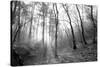 Autumn Forest With Fog And Lights-udvarhazi-Stretched Canvas