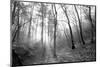 Autumn Forest With Fog And Lights-udvarhazi-Mounted Photographic Print