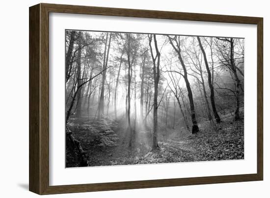 Autumn Forest With Fog And Lights-udvarhazi-Framed Photographic Print