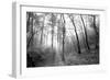 Autumn Forest With Fog And Lights-udvarhazi-Framed Photographic Print
