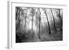 Autumn Forest With Fog And Lights-udvarhazi-Framed Photographic Print