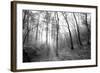 Autumn Forest With Fog And Lights-udvarhazi-Framed Photographic Print