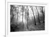 Autumn Forest With Fog And Lights-udvarhazi-Framed Photographic Print