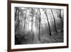 Autumn Forest With Fog And Lights-udvarhazi-Framed Photographic Print