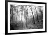 Autumn Forest With Fog And Lights-udvarhazi-Framed Photographic Print