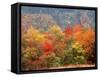 Autumn Forest-null-Framed Stretched Canvas