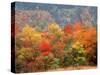 Autumn Forest-null-Stretched Canvas