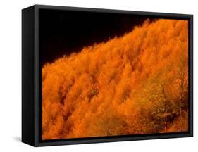 Autumn Forest-null-Framed Stretched Canvas