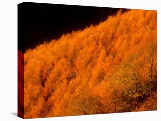 Autumn Forest-null-Stretched Canvas